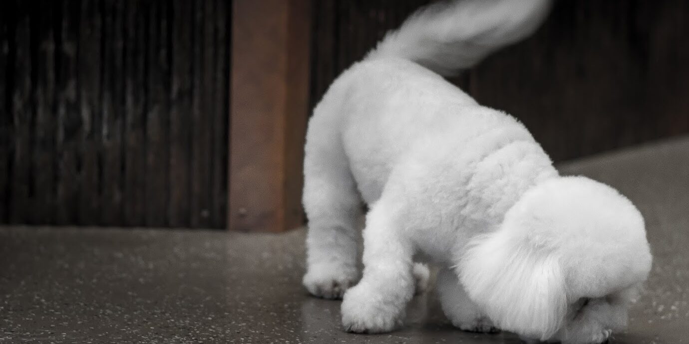 cat grooming billings mt cat grooming billings mt