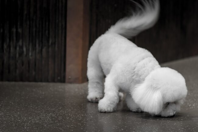 cat grooming billings mt cat grooming billings mt