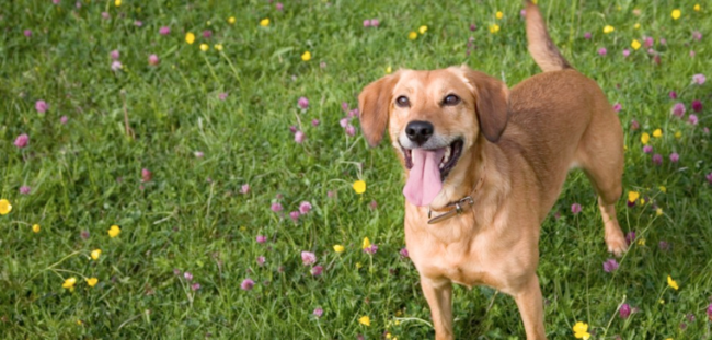 billings dog daycare