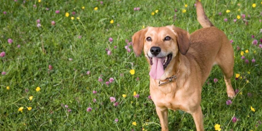 billings dog daycare