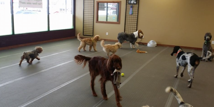 dog nail trimming billings mt dog nail trimming billings mt