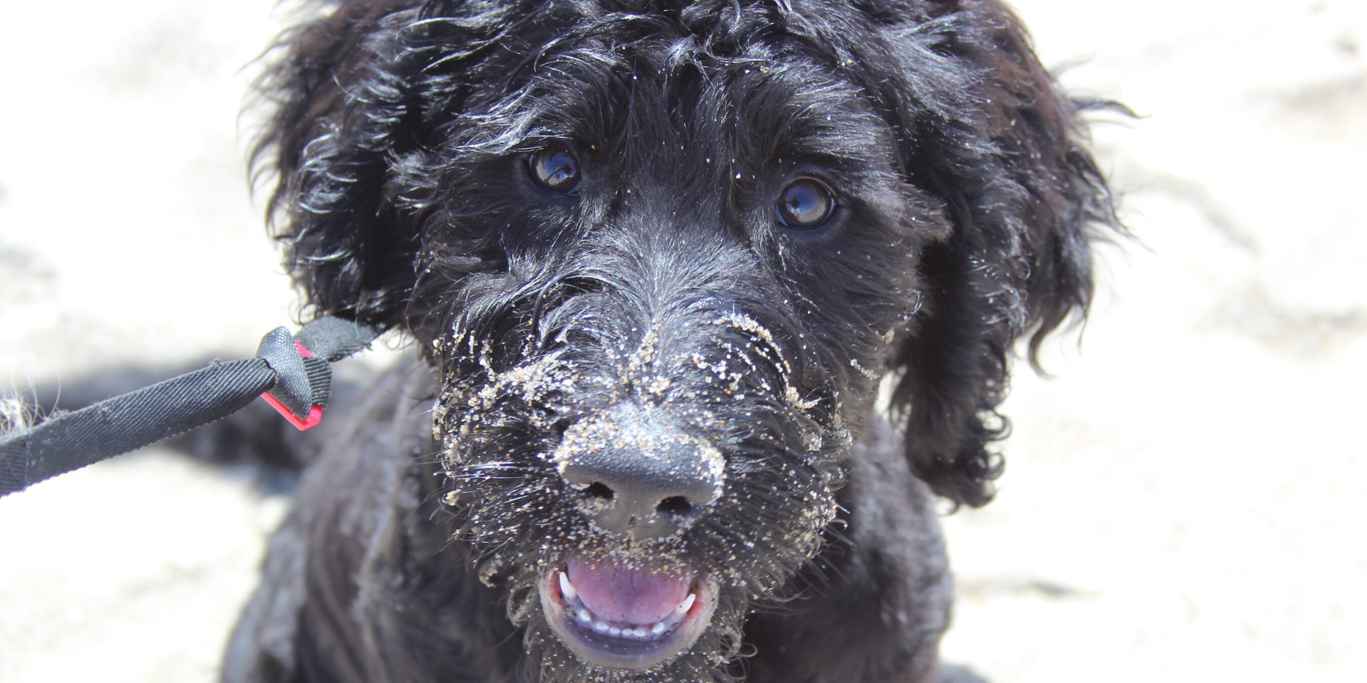 dog bath billings mt dog bath billings mt