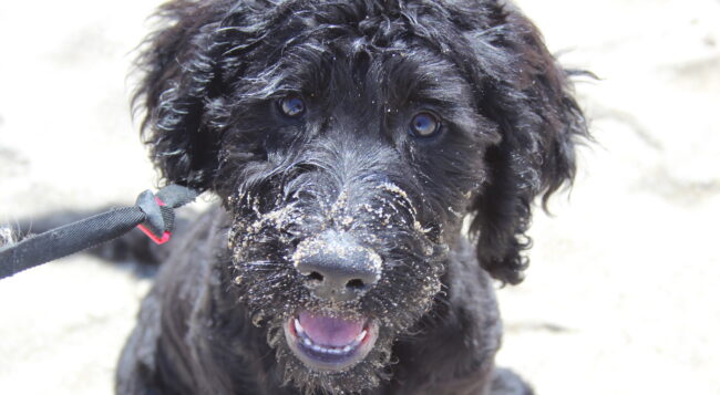 dog bath billings mt dog bath billings mt