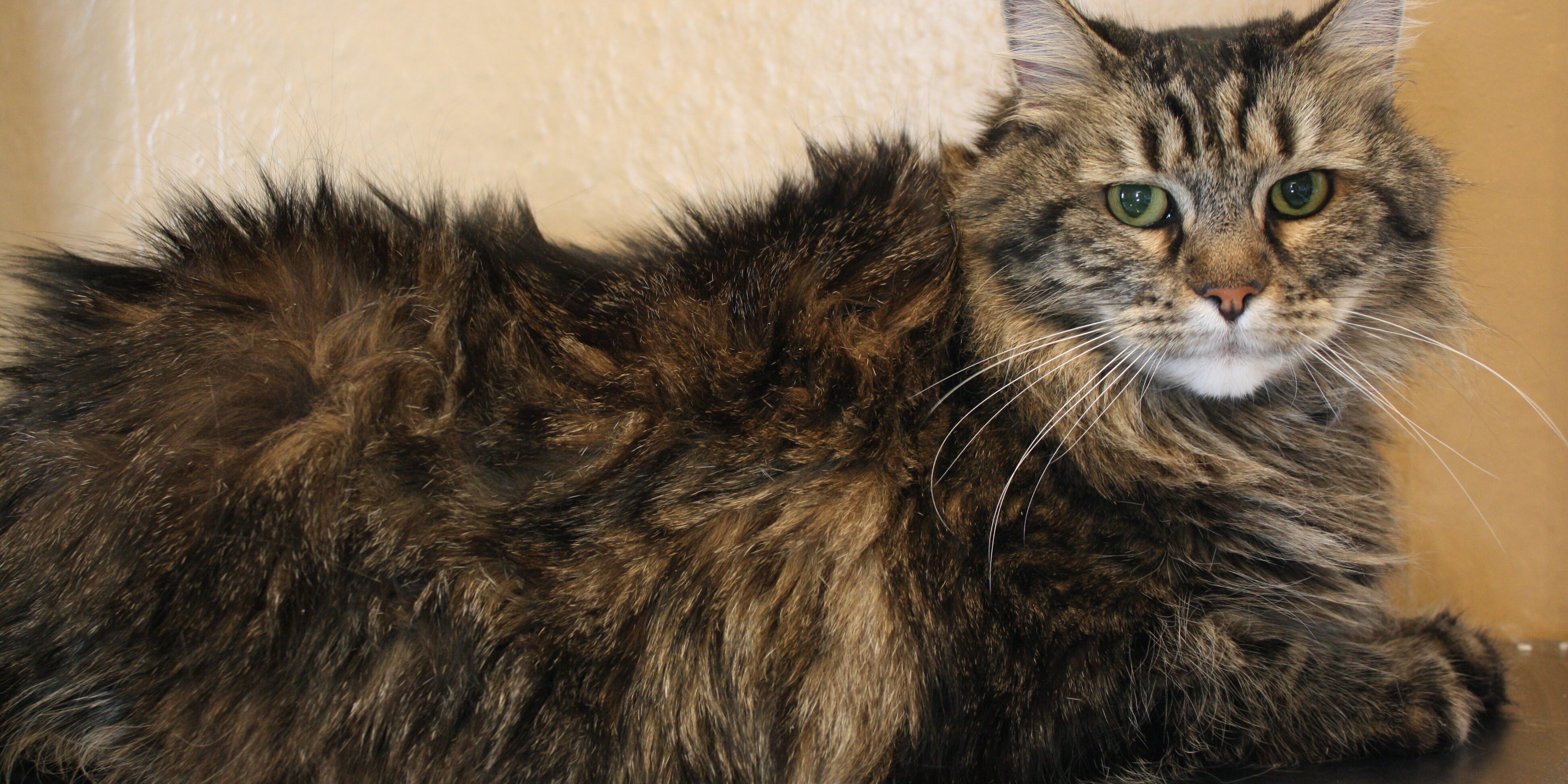 pet care billings mt pet care billings mt