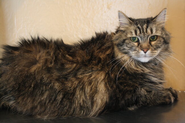 pet care billings mt