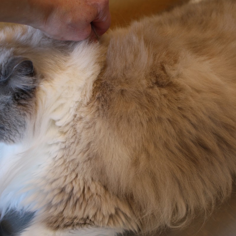 Cat Grooming Groomingdales