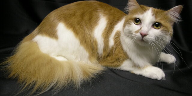 nail polish for dogs billings mt nail polish for dogs billings mt