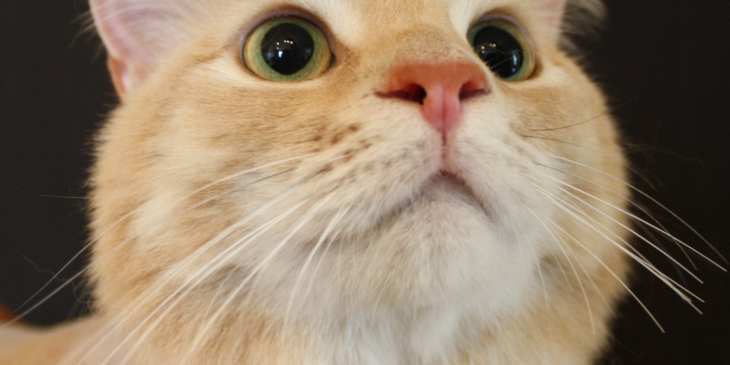 large breed dog grooming billings large breed dog grooming billings