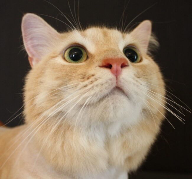 large breed dog grooming billings