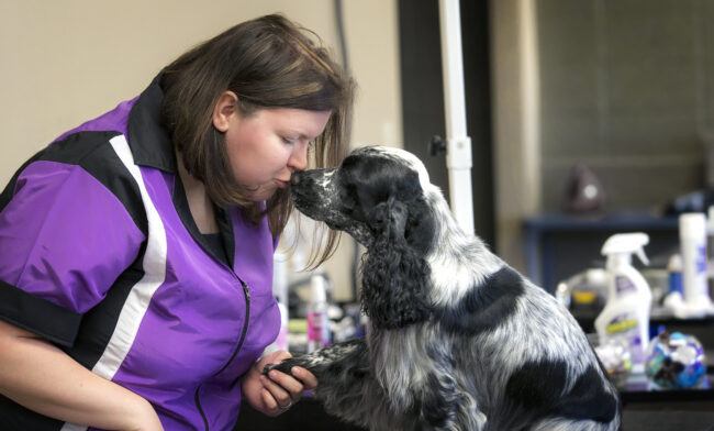 large breed dog grooming billings