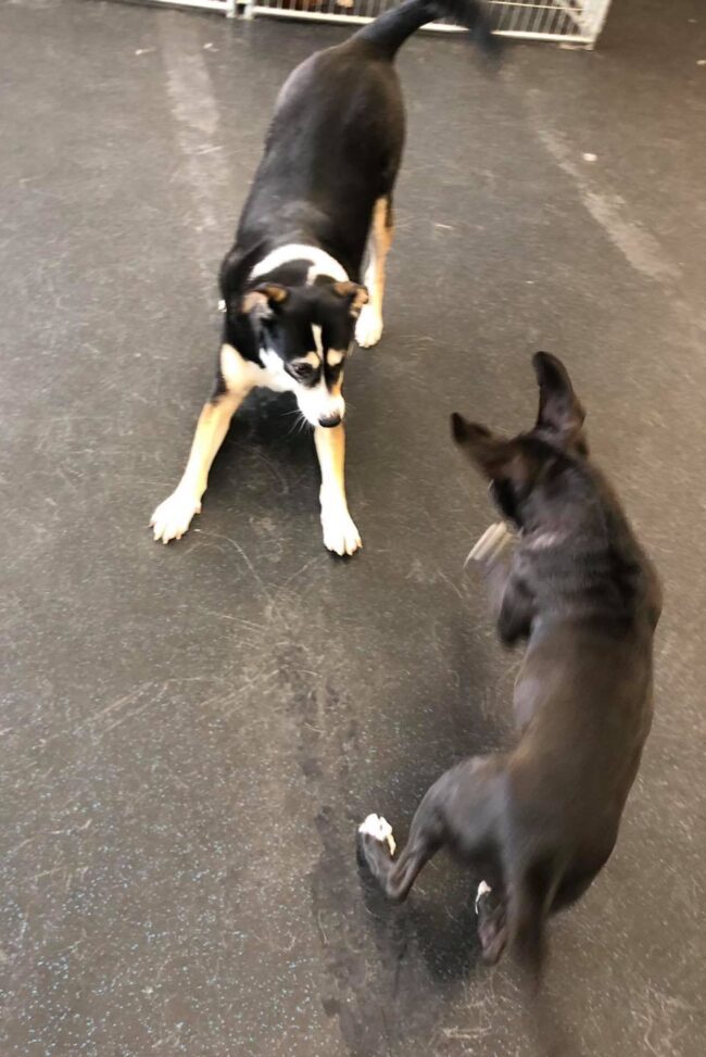 Dog Grooming Billings MT Dog Grooming Billings MT