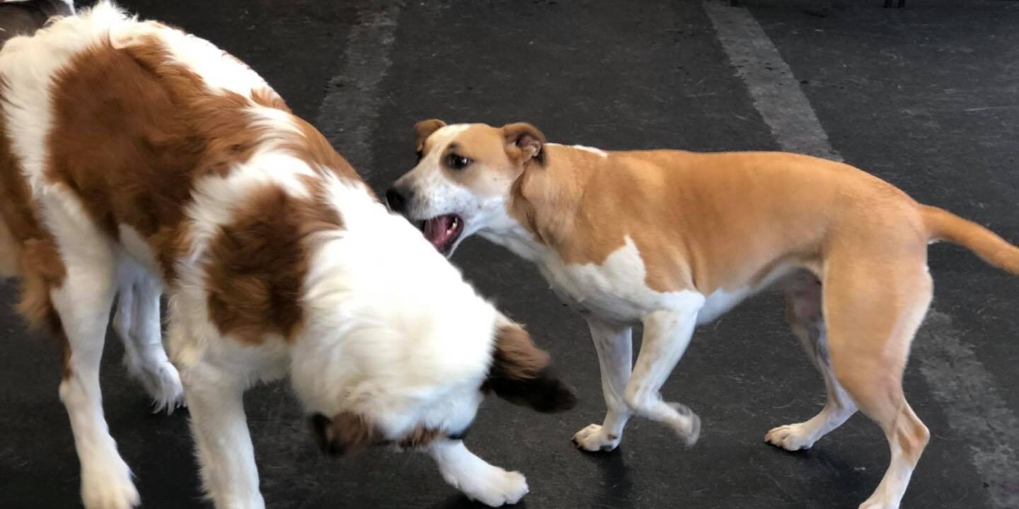 Doggy Daycare Billings MT Doggy Daycare Billings MT