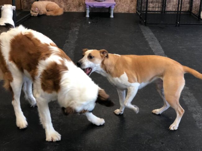 Doggy Daycare Billings MT