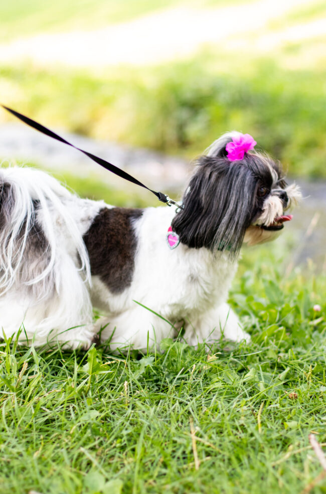grooming billings mt