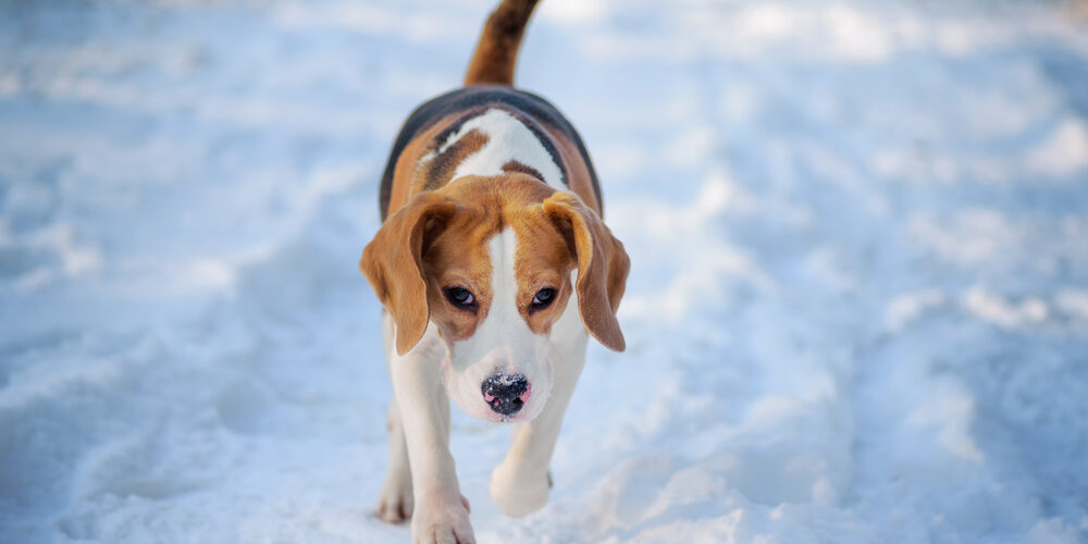 Beagle,Dog,Walking,On,Cold,Snow.,Short-haired,Dog,Feeling,Cold