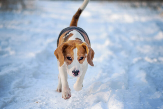 Beagle,Dog,Walking,On,Cold,Snow.,Short-haired,Dog,Feeling,Cold