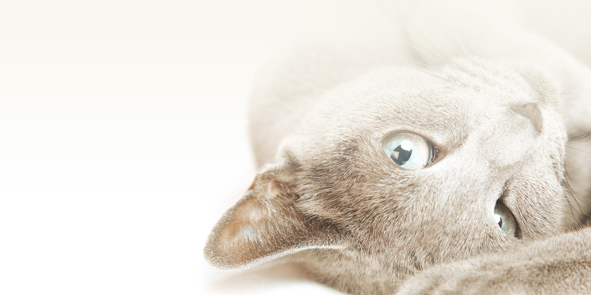 cat grooming billings mt cat grooming billings mt