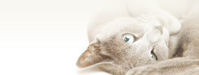 cat grooming billings mt cat grooming billings mt